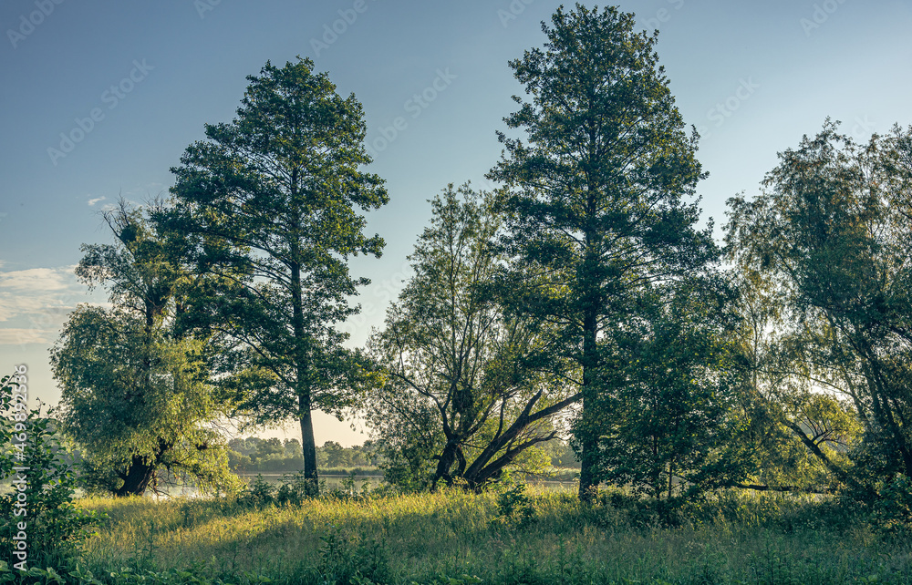 Fototapeta premium Dawn in early spring