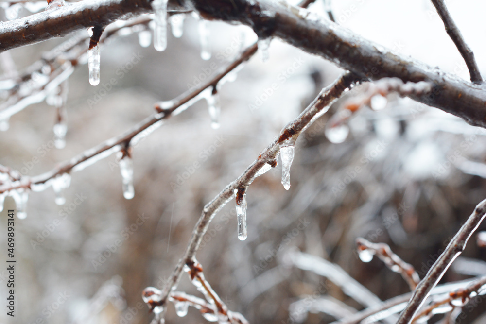 A close-up of a tree branch covered with ice and icicles after freezing storm. Winter background. Snow melting background. A close-up of a tree branch covered with ice and icicles after freezing storm. Winter background. Snow melting background.