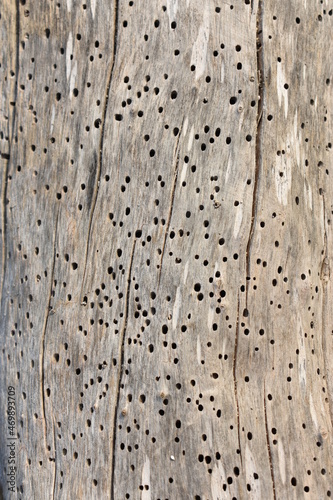 Madera vieja carcomida, con textura, rajada y dañada  photo