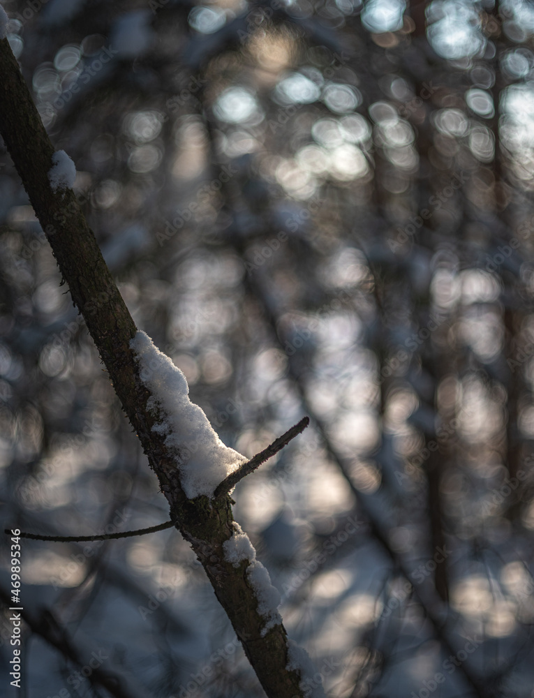 Snowy forest Snowy forest