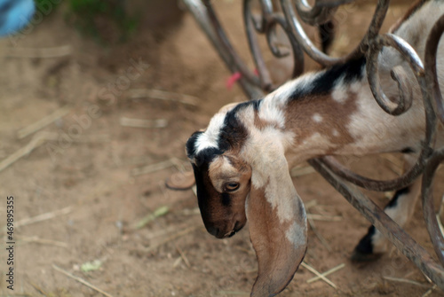 fold-eared goat at the zoo