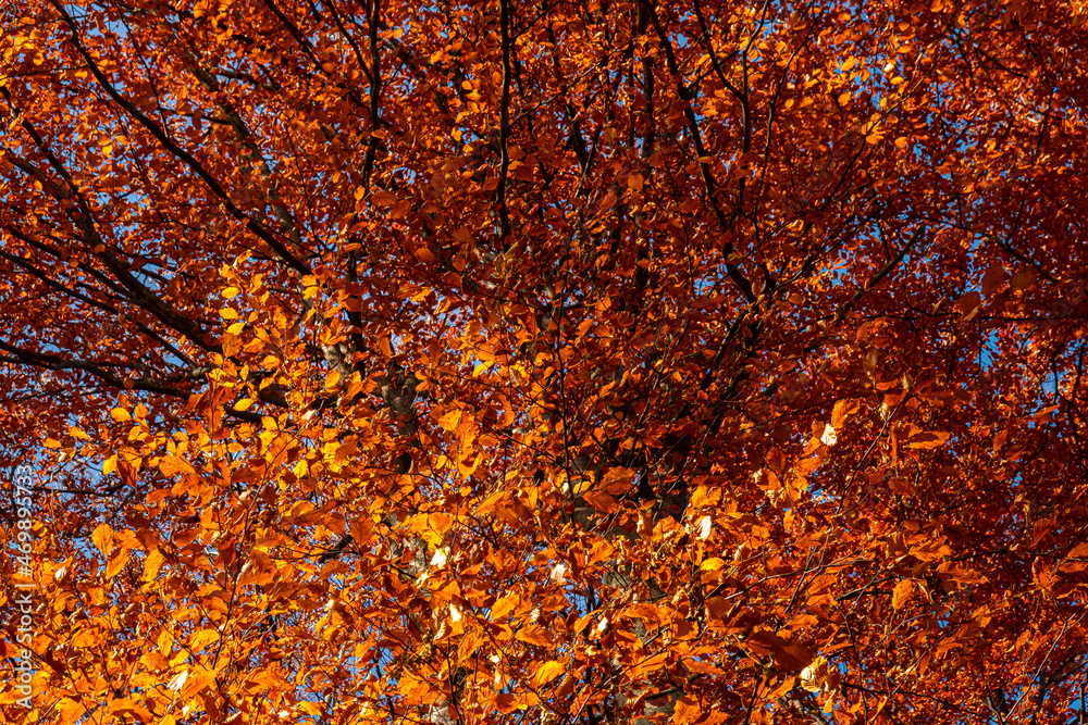 Autumn details and textures with orange, yellow and red color shades. Nature photography used for backgrounds and season specific subject. Forest are so important for combating the climate change.