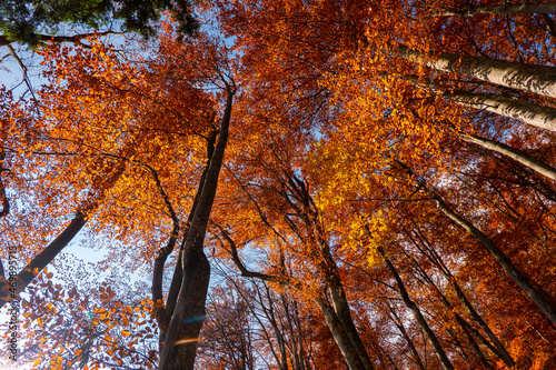 Autumn details and textures with orange, yellow and red color shades. Nature photography used for backgrounds and season specific subject. Forest are so important for combating the climate change. photo