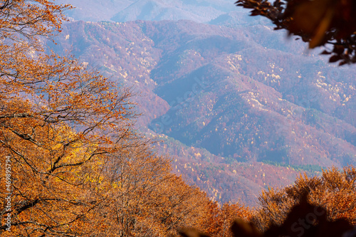 Autumn details and textures with orange, yellow and red color shades. Nature aerial photo used for backgrounds and season specific subject. Forest are so important for combating the climate change. photo