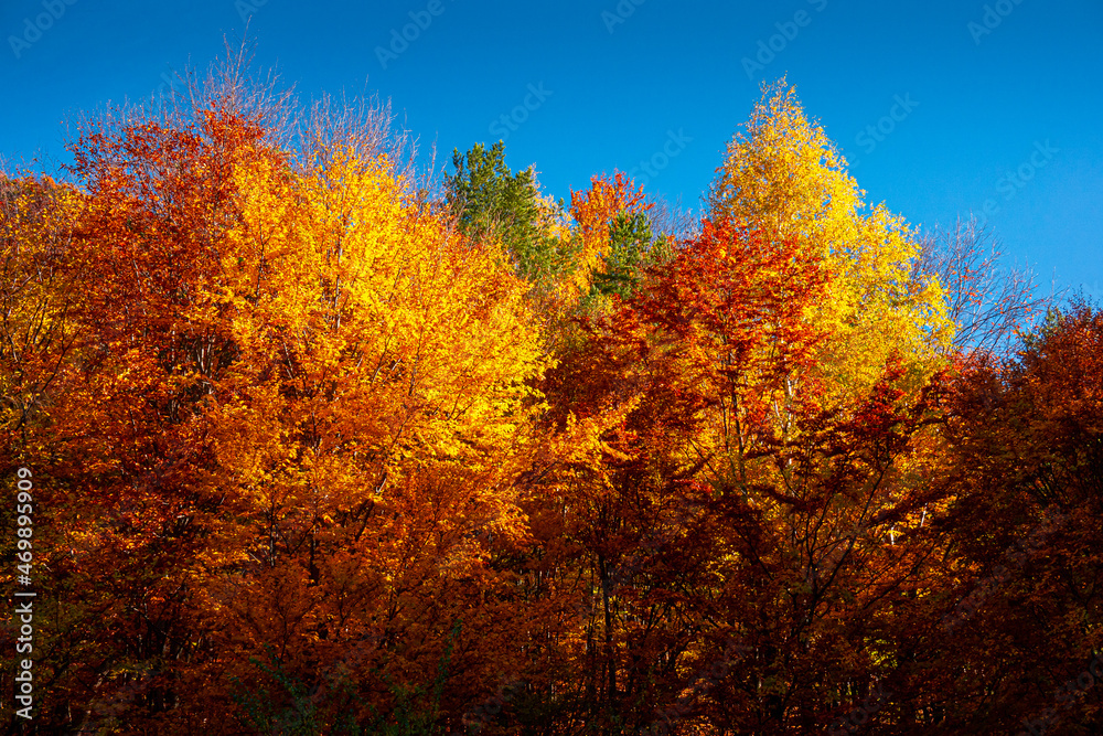Autumn details and textures with orange, yellow and red color shades. Nature photography used for backgrounds and season specific subject. Forest are so important for combating the climate change.