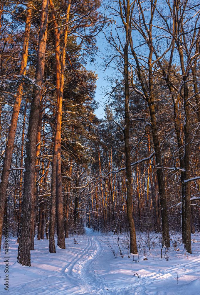 Fototapeta premium Snowy forest