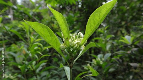 A small spider hiding under a leaf near rare flower buds