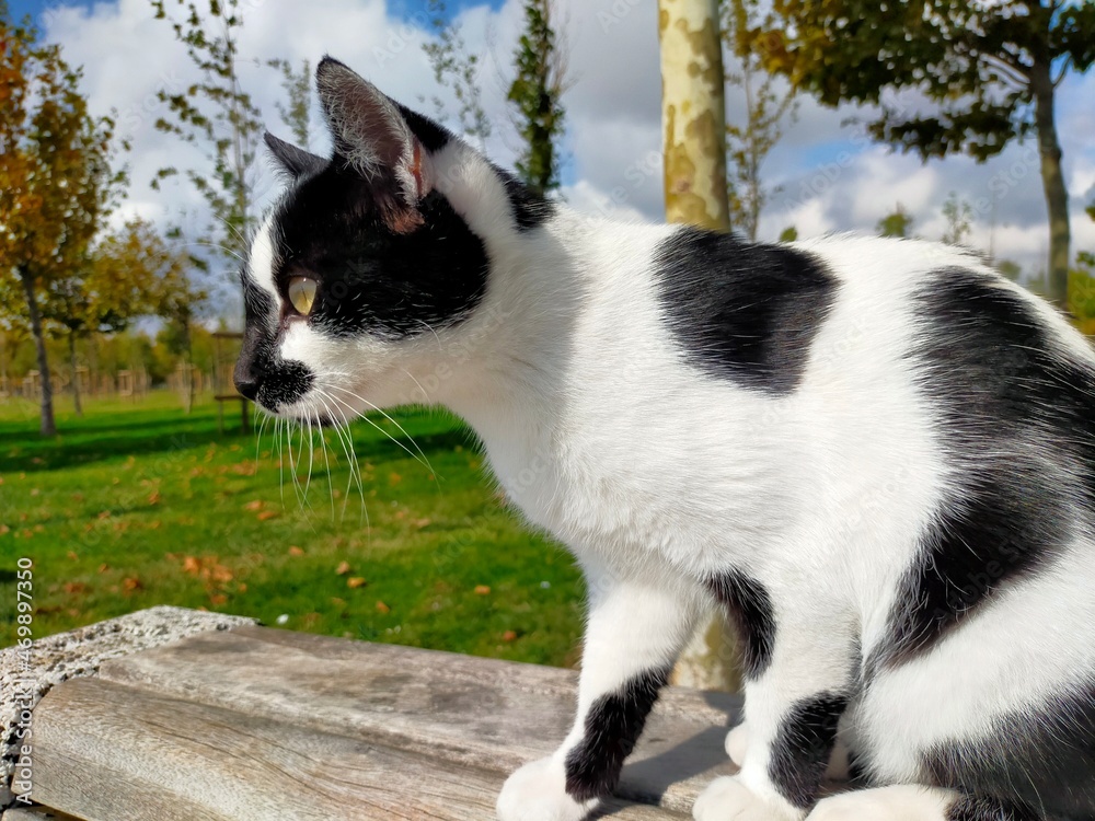 black and white cat