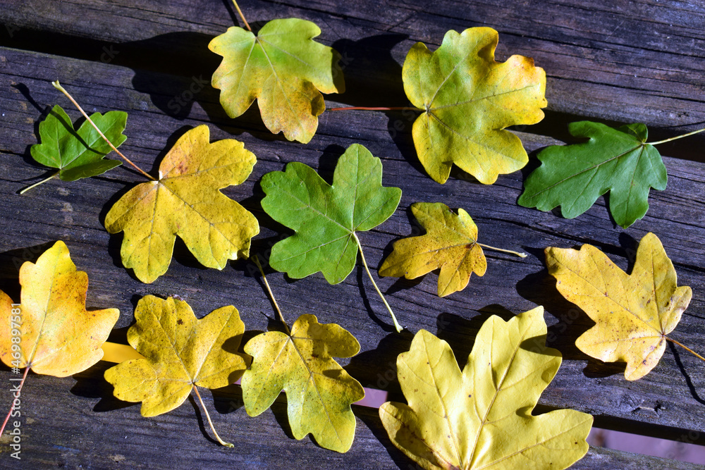 Leaves of the country maple (Acer campestre) with autumn colors on a wooden table Leaves of the country maple (Acer campestre) with autumn colors on a wooden table