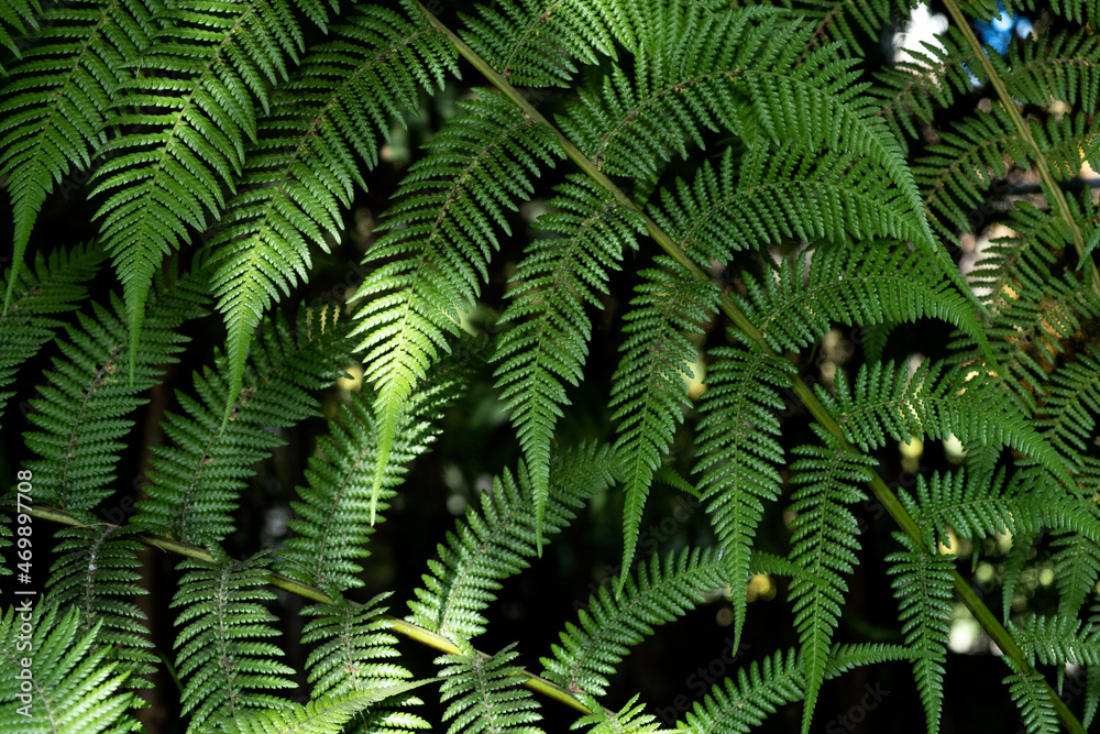Soft tree fern. Dicksonia antarctica or Balantium antarcticum, dark green roughly-textured fronds, close-up. Design element