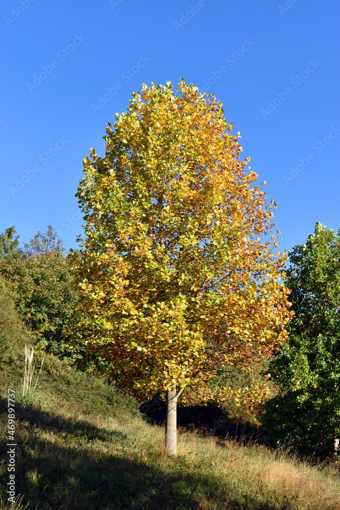Tulip tree (Liriodendron tulipifera) with autumn foliage Tulip tree (Liriodendron tulipifera) with autumn foliage