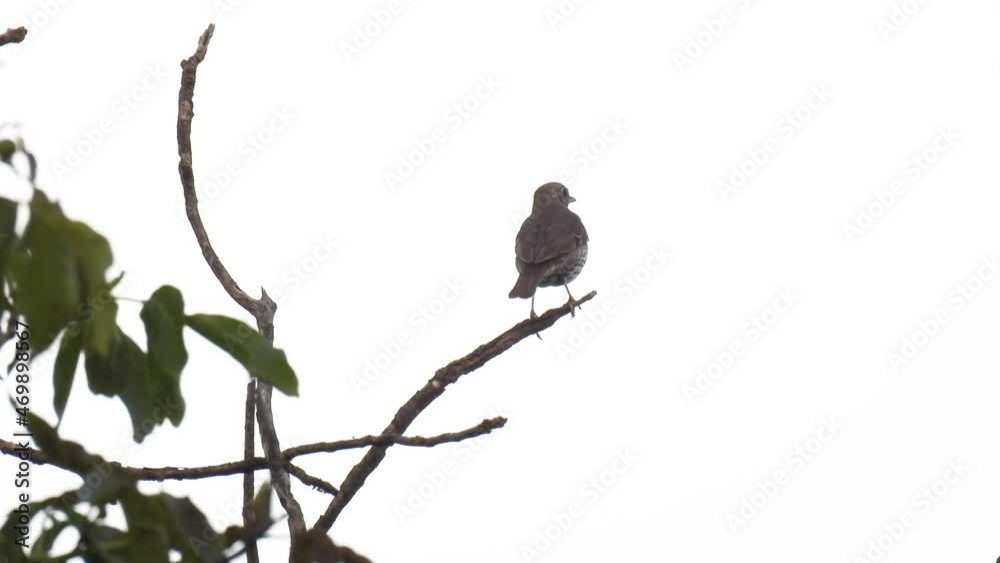song thrush (turdus philomelos) sits on a branch and sings on a white background. natural sound song thrush (turdus philomelos) sits on a branch and sings on a white background. natural sound
