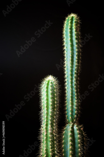 Cactus close up