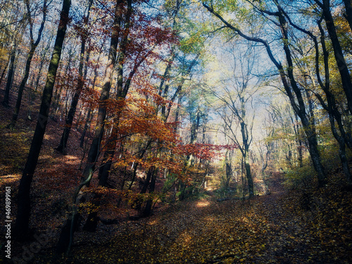 Walking path in the autumn forest, the sun shines through the colorful trees