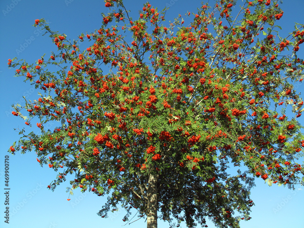 Rowan (Sorbus aucuparia) with its autumn fruits Rowan (Sorbus aucuparia) with its autumn fruits
