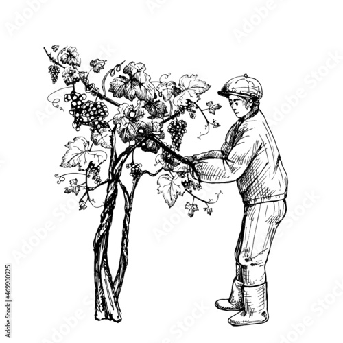 Man harvesting berries on vineyard. Engraving vintage