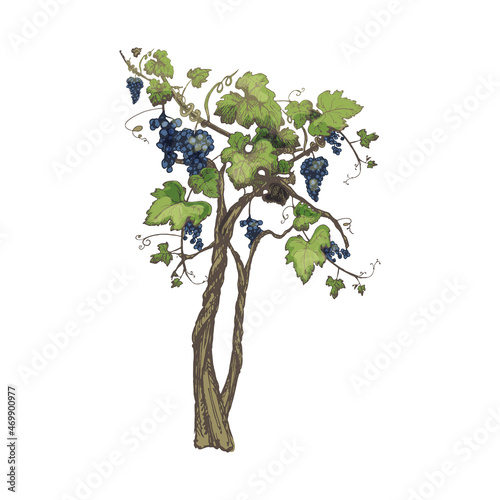 Vine grapes with berry and leaves. Vintage hatching black monochrome