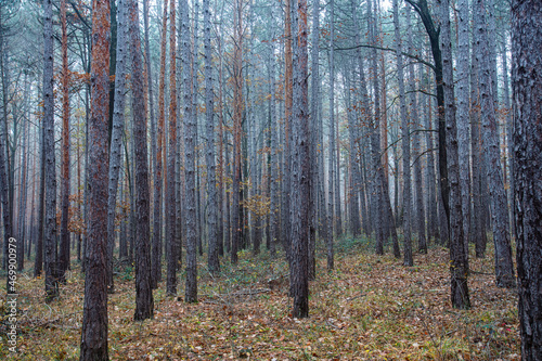 autumn forest on misty morning 