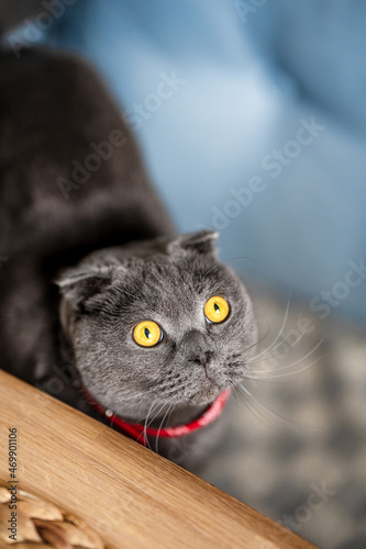 Funny grey cat Scottish fold in a red cowboy bandana at home