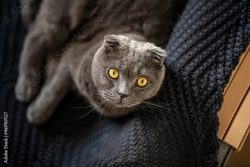 The grey cat Scottish fold is lying on a blanket on the bed at home © KseniaJoyg