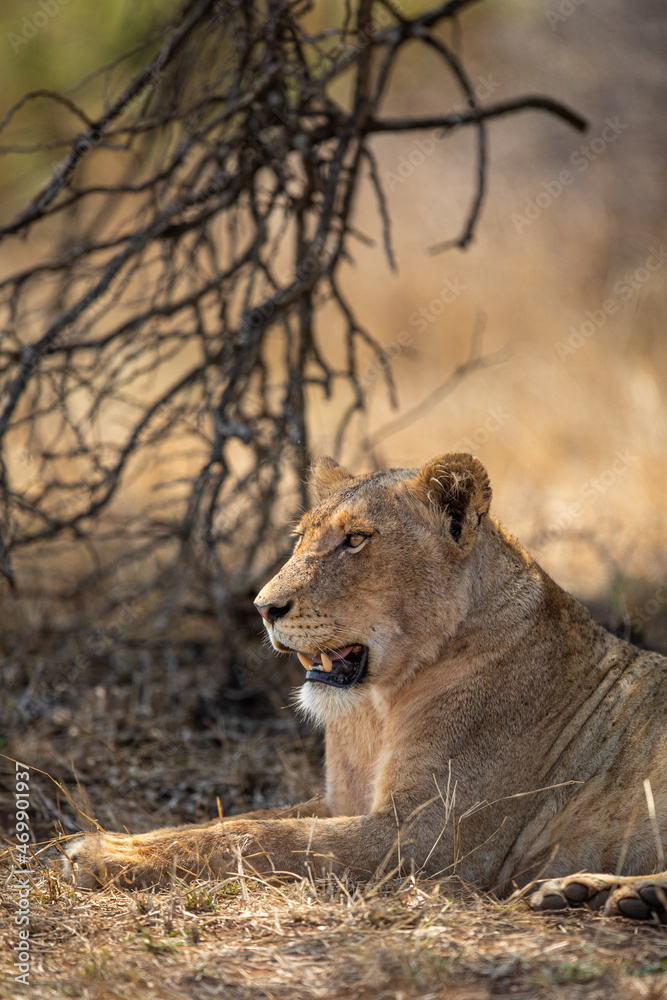 Lioness Lioness