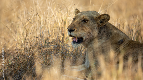 Lioness