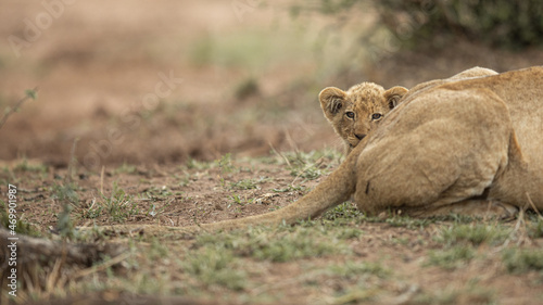 Canvas Print Lion cub