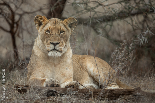Lioness © Kevin