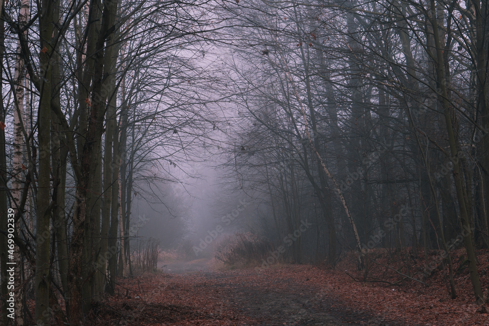 Ciemny mglisty las a pośrodku ścieżka - obrazy, fototapety, plakaty 