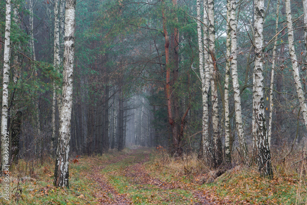 Fototapeta premium Leśna ścieżka pomiędzy brzozami