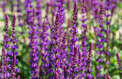 Blossom purple sage on semicircular terraces in city park Krasnodar or Galitsky park in sunny spring 2021. Nature concept with blurred background and close-up selective focus on flowers