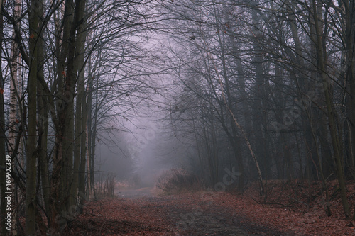 Ciemny mglisty las a pośrodku ścieżka