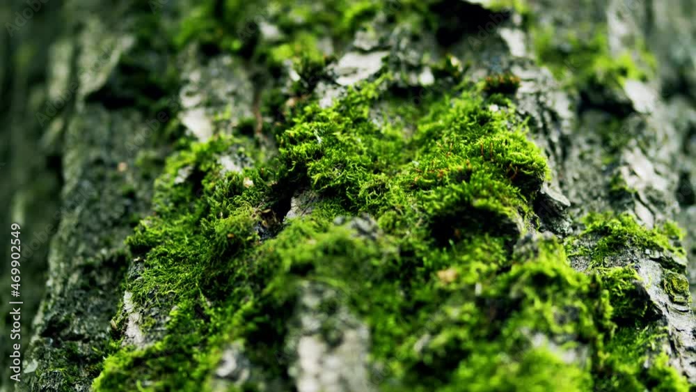 Close up of green moss growing on bark of a tree trunk. Green moss covered the bark of a tree in the forest. Pull focus.