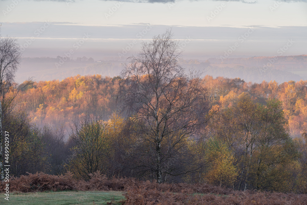 Fototapeta premium Golden autumnal fall tree and leaf colours at the Downs Banks, Barlaston in Staffordshire.