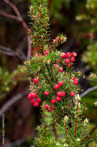 Lake St Clair Australia  bright pink berries of a leptecophylla juniperina Var cyathodes parvifolia or pink mountain-berry tree