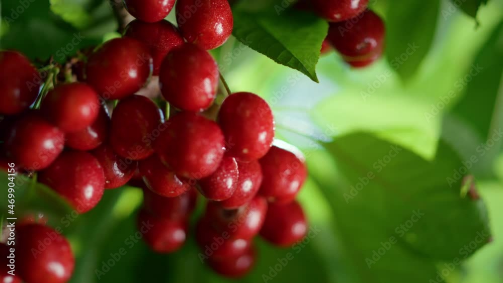 Wet cherry bunch hanging at summer tree closeup. Healthy bright eating concept. Wet cherry bunch hanging at summer tree closeup. Healthy bright eating concept.