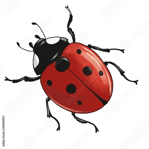 ladybug, drawing red bug,insect isolated at white background © cat_arch_angel
