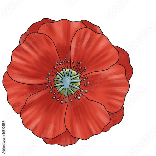 drawing flower of red poppy isolated at white background  hand drawn illustration