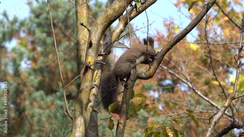 Eurasian Gray Tree squirrel or Abert's squirrel Sciurus vulgaris photo