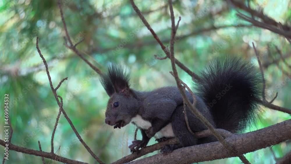 Gray Tree squirrel or Abert's squirrel Sciurus vulgaris sitting on Pine branch and eats nut holding it with both pads, Yangjae Forest, Seoul, South Korea Gray Tree squirrel or Abert's squirrel Sciurus vulgaris sitting on Pine branch and eats nut holding it with both pads, Yangjae Forest, Seoul, South Korea