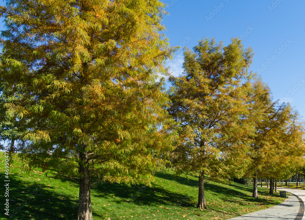 Fototapeta premium Bald Cypress Taxodium Distichum (swamp, white-cypress, gulf or tidewater red cypress) tree in public landscape city Park Krasnodar or Galitsky park in autumn 2021. Foliage has acquired autumn color