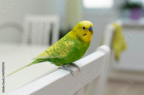Homemade funny green budgie sits outside the cage on a light background. Tropical birds at home. Selective focus.