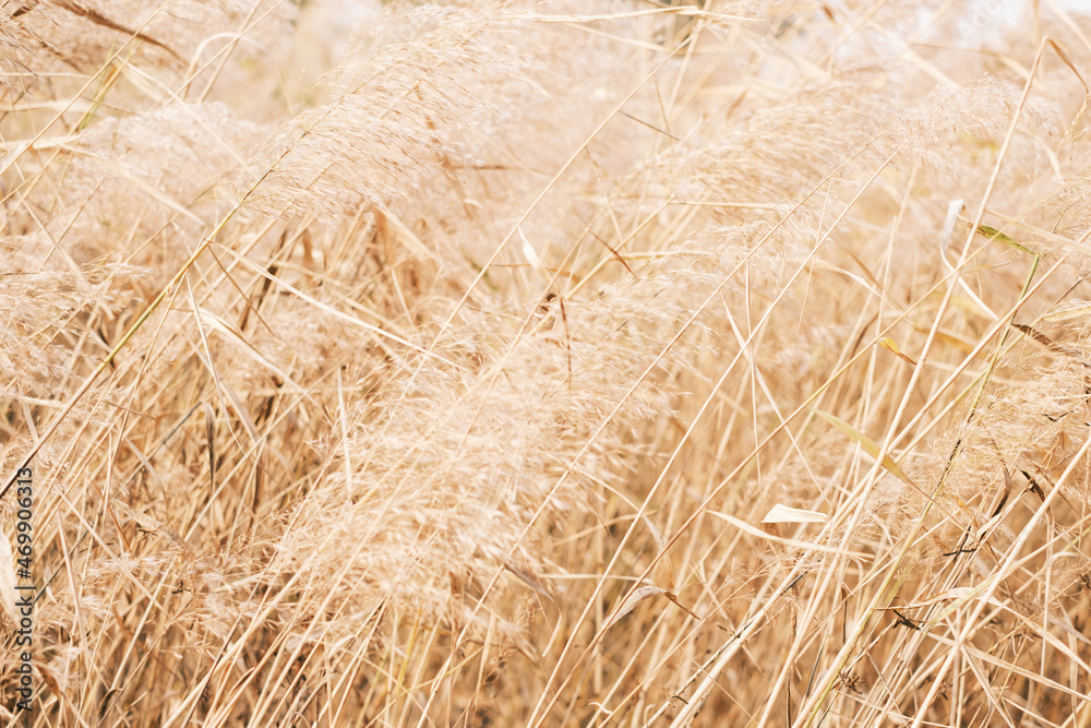 Brown pampas grass close-up, natural textures and background. Brown pampas grass close-up, natural textures and background.