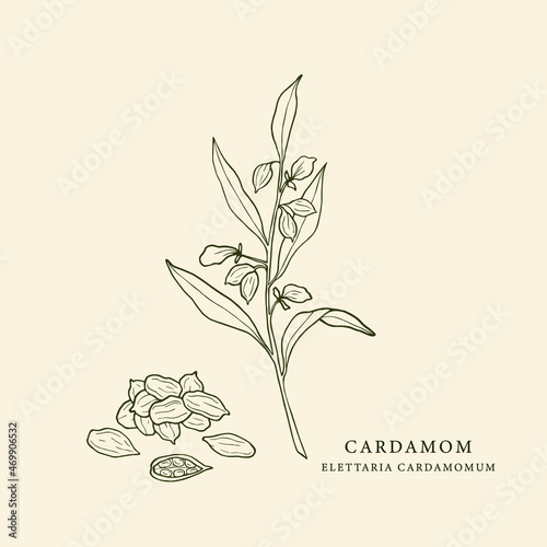 Hand drawn cardamom illustration. Botanical sketch