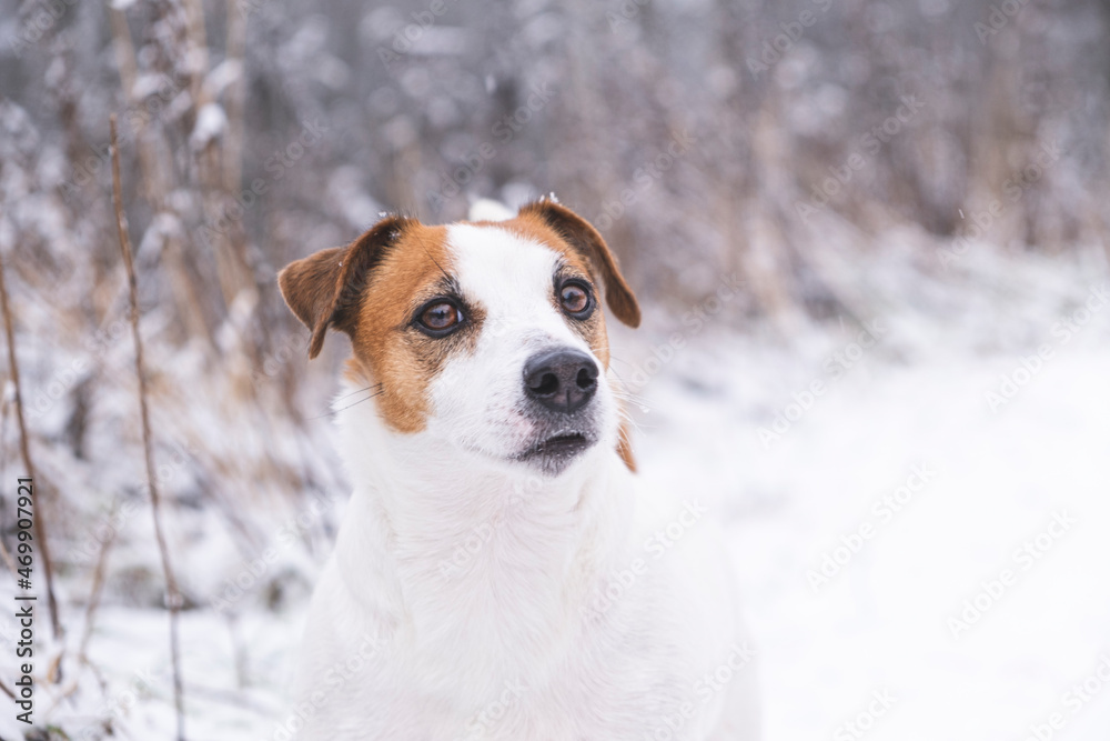 Portrait of adorable dog Jack Russell Terrier in the winter forest, looking at the camera. Animal themes. Walking the dogs in nature. Love and care for pets.