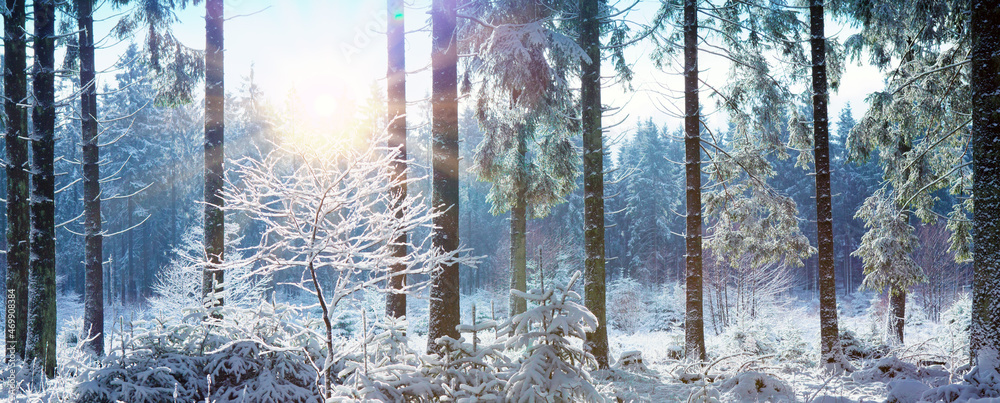 Winter landscape with snow covered trees and sunlight. - obrazy, fototapety, plakaty 