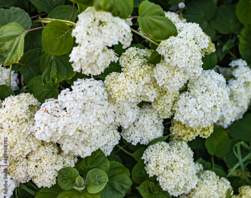 White Flowers Hydrangea tree-like close-up on a background of greenery in summer White Flowers Hydrangea tree-like close-up on a background of greenery in summer