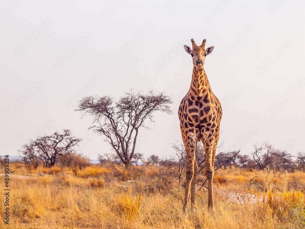 Obraz premium Cute giraffe in african savanna