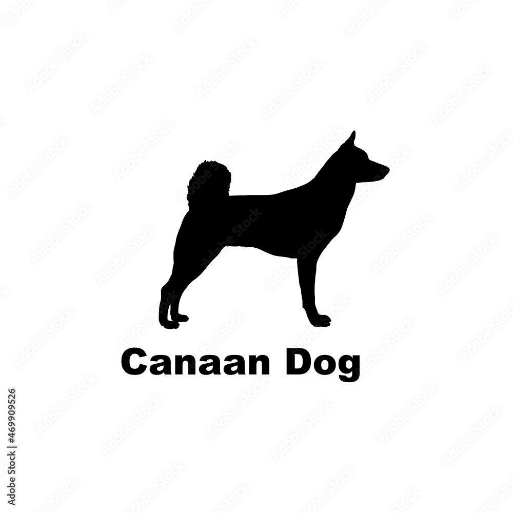 canaan dog