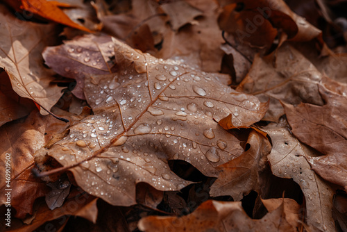 Close-up of dried brown oak leaves on the ground covered covered with dew drops